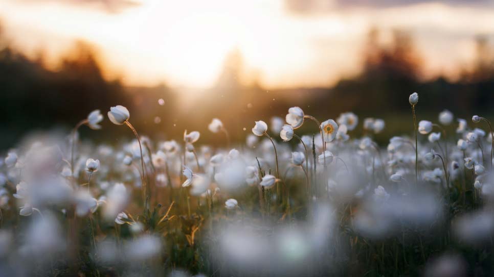 field of flowers